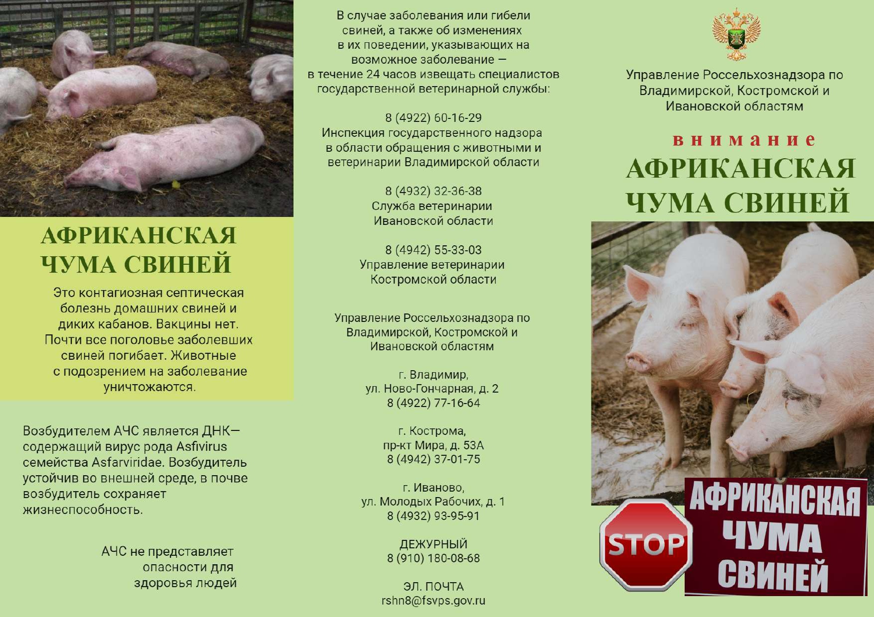 Африканская чума свиней.