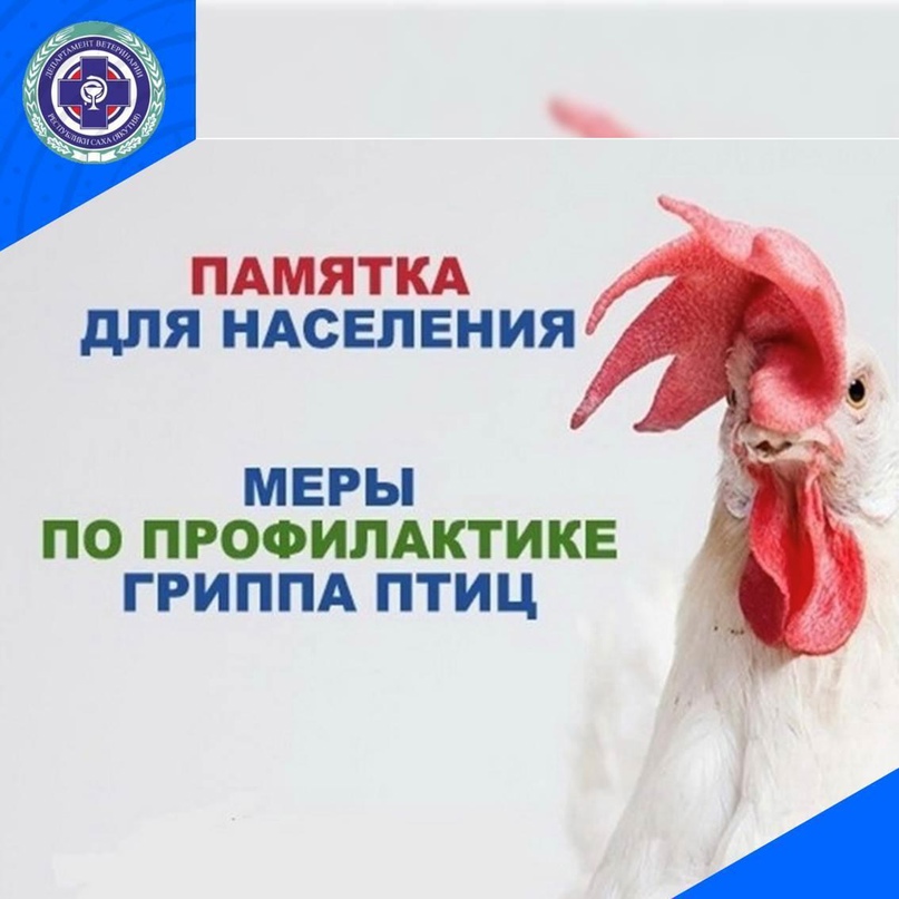 Грипп птиц и меры профилактики.